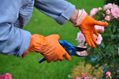 Hedge cutting service for Raynes Park residential gardens