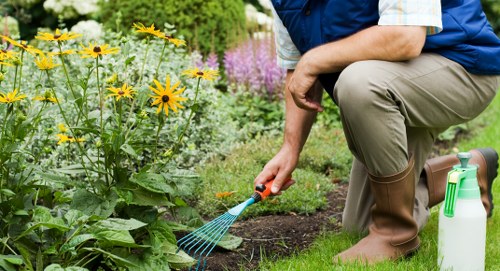 Professional hedge trimming and shaping for local properties