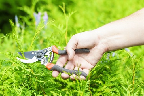 Overgrown hedge reduction and tidy-up service in Raynes Park