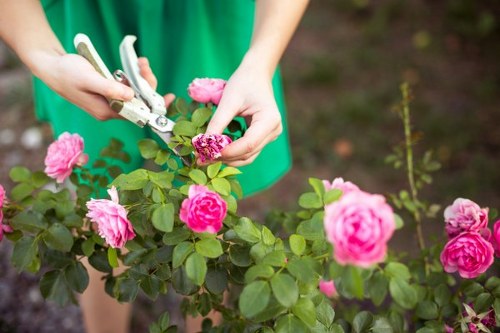 Professional pruning and tidy-up after tree maintenance work